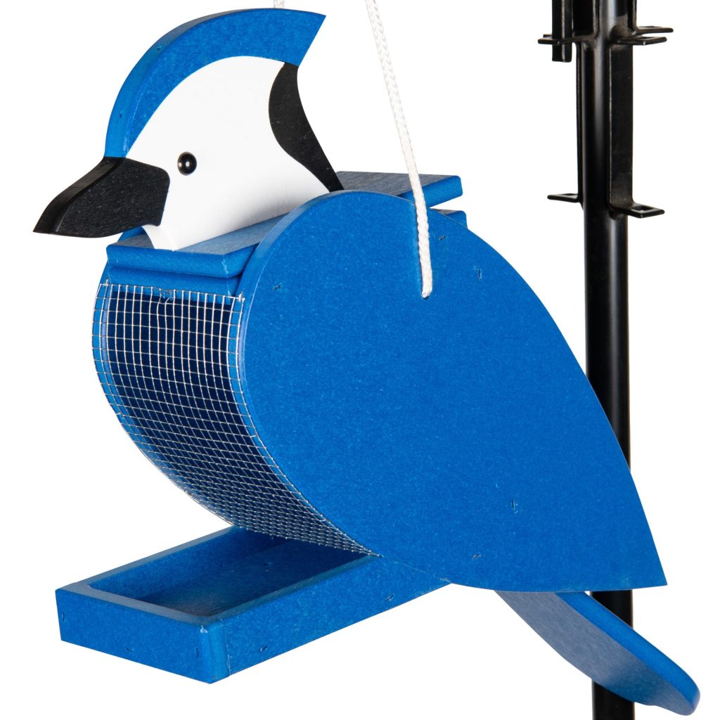 Blue Jay