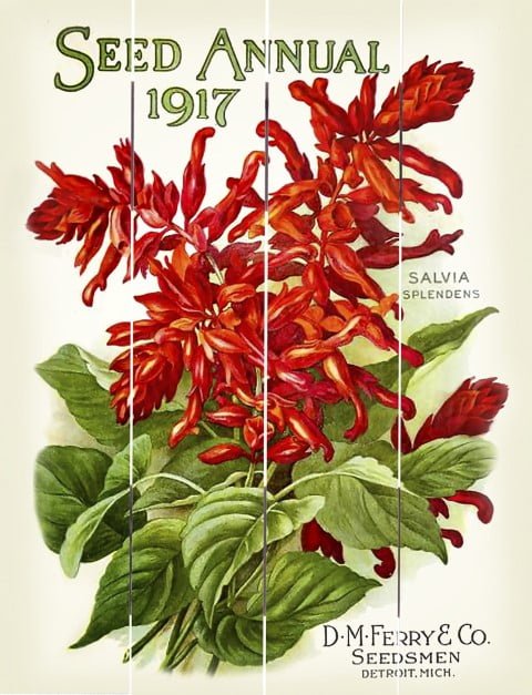 Wood Pallet Art – Seed Annual Salvia